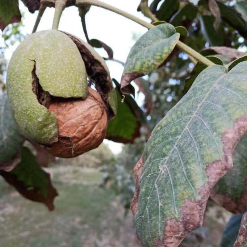 Best quality organic 185 walnuts in shell