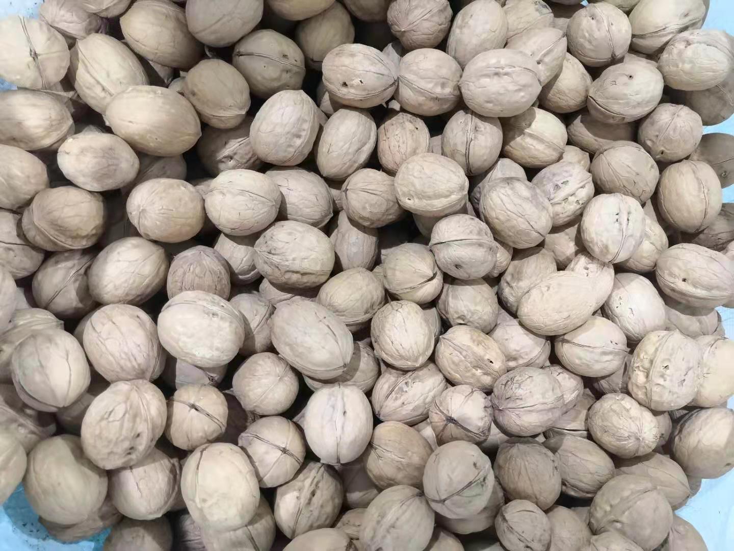 Top quality Xin 2 Walnuts in shell harvested from own walnuts farm in Xinjiang province