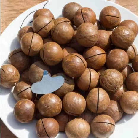 Dried organic Macadamia nuts in shell